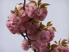 flowers09a (74)